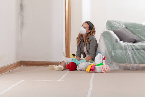 Reliable Black Mold Remediation contractor in Nahant, MA by Mold Remediation HQ