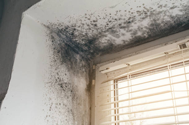 Affordable Black Mold Remediation solutions in Nahant, MA